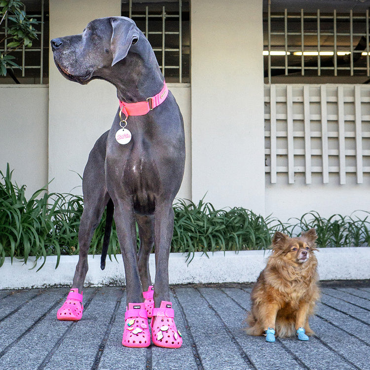 Wagwear Canada wagwearcanada